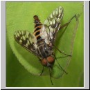 Atherix ibis - Ibisfliege m02.jpg